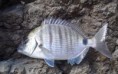 SARGO DE 350 GRAMOS 15 EURS/KG